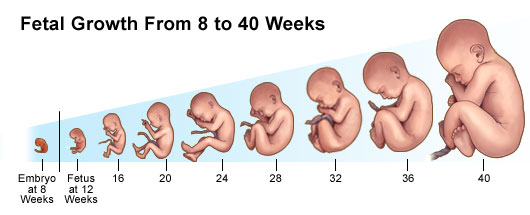 Fetal Development (Week By Week)